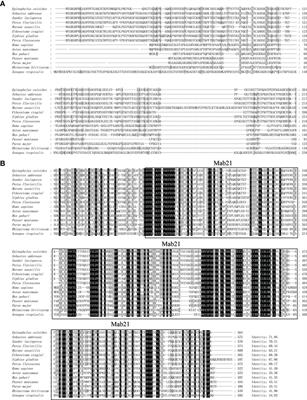 Grouper cGAS is a negative regulator of STING-mediated interferon response